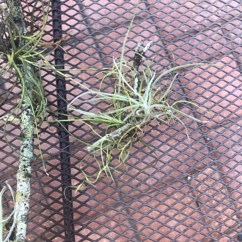 Plants  Assorted Tillandsia Air Plant - Bundles of 3